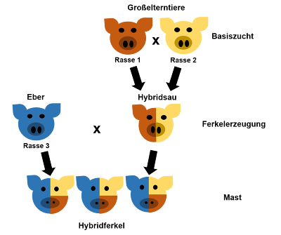 Schematische Darstellung einer Mehrrassenkreuzung und daraus entstehende Hybridschweine (Quelle: ZDS).
